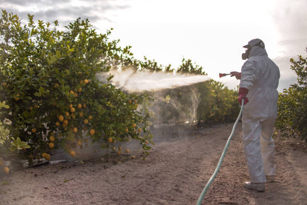 Best Insect Control  in Edgerton, KS