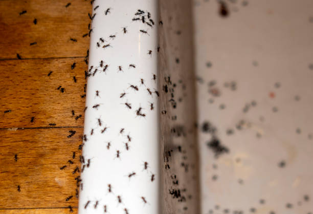 Best Pest Control for Homes  in Edgerton, KS
