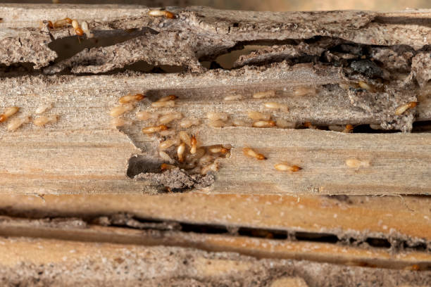 Best Affordable Pest Control Services  in Edgerton, KS